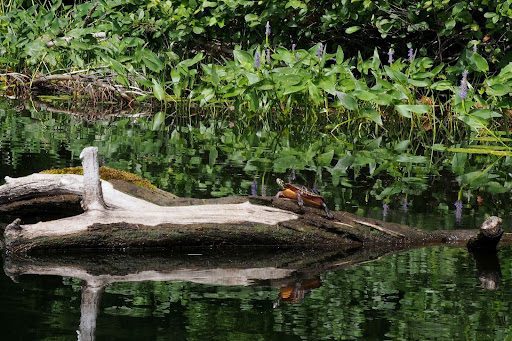 Turtle on a log in the water